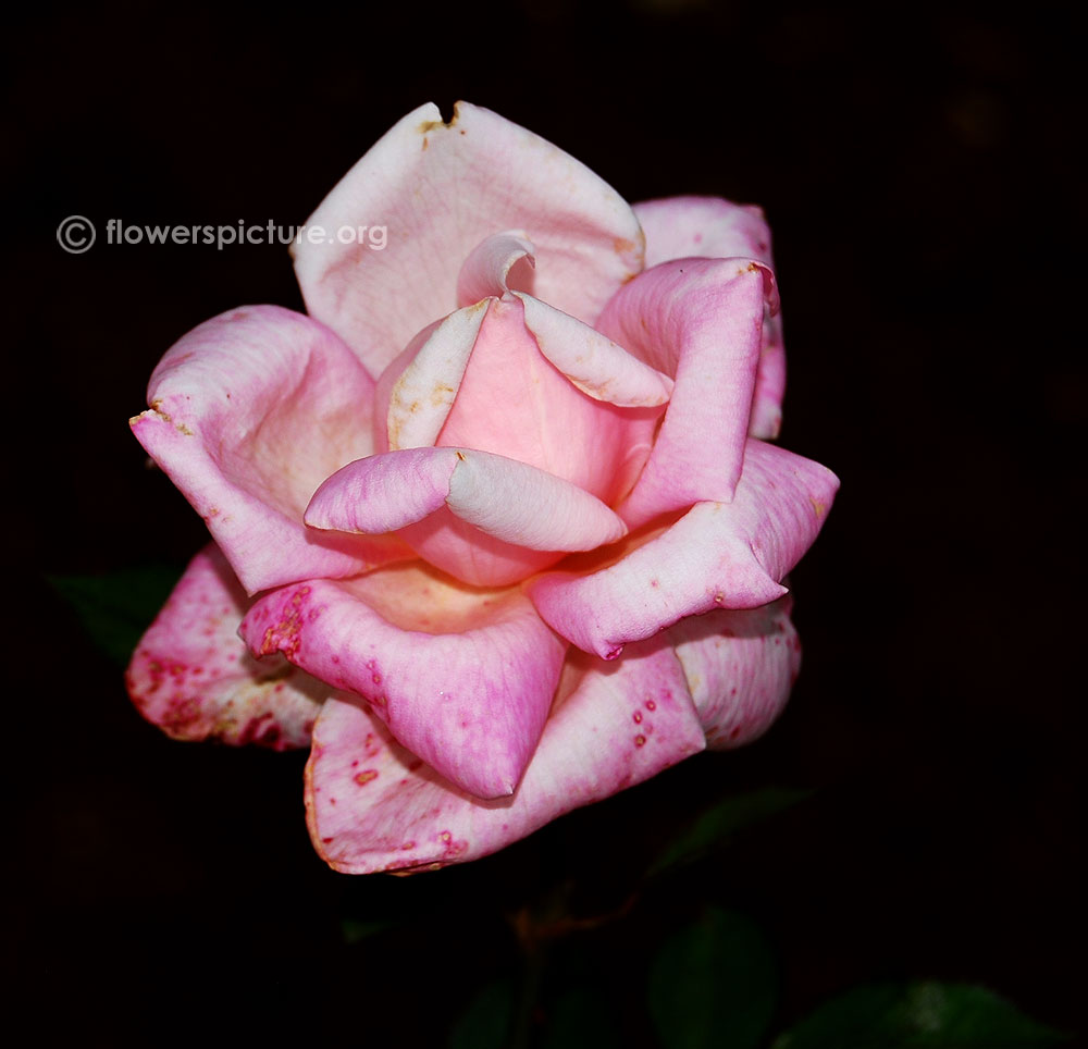 Rose baby pink 