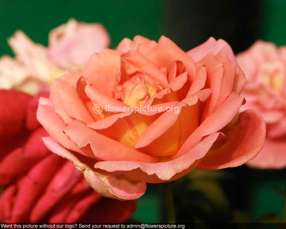 Rose bicolour
