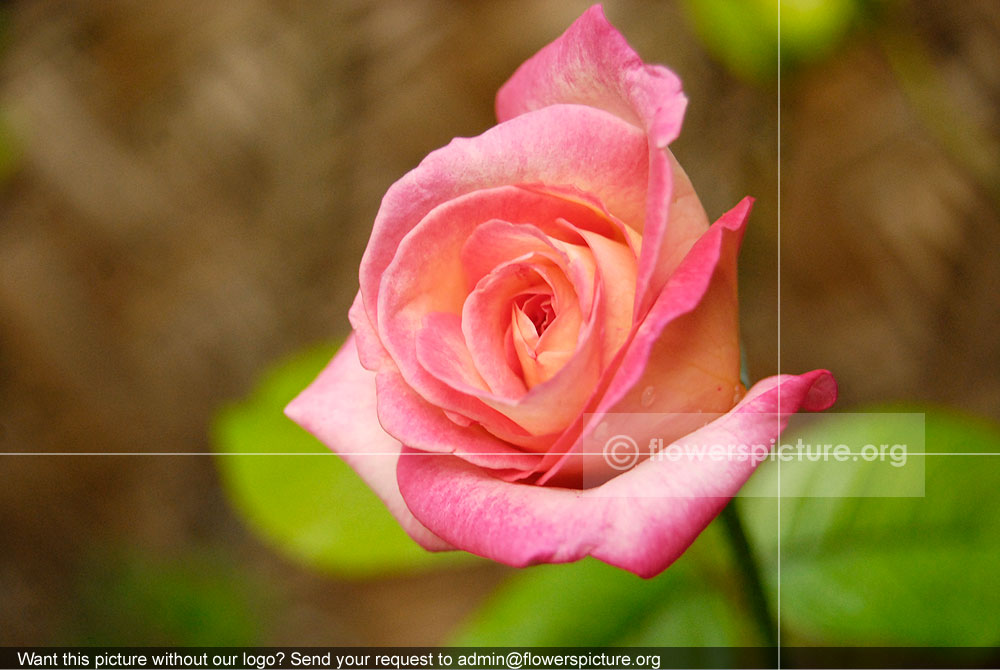 rose bud pink white