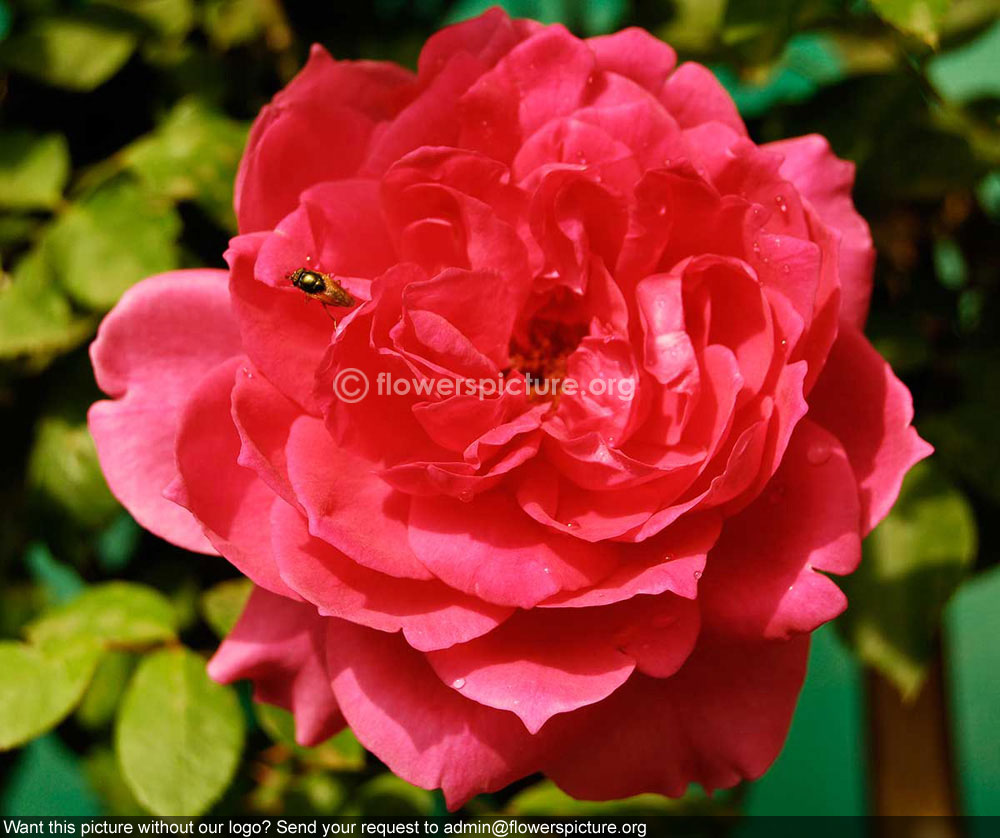 Rose Cerise pink