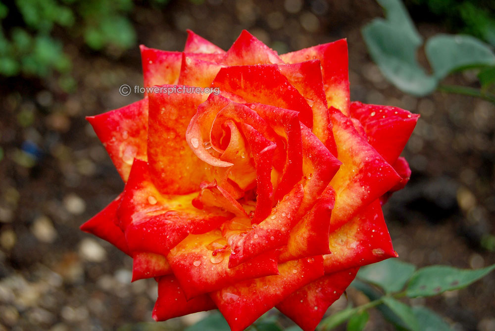 Rose debian red