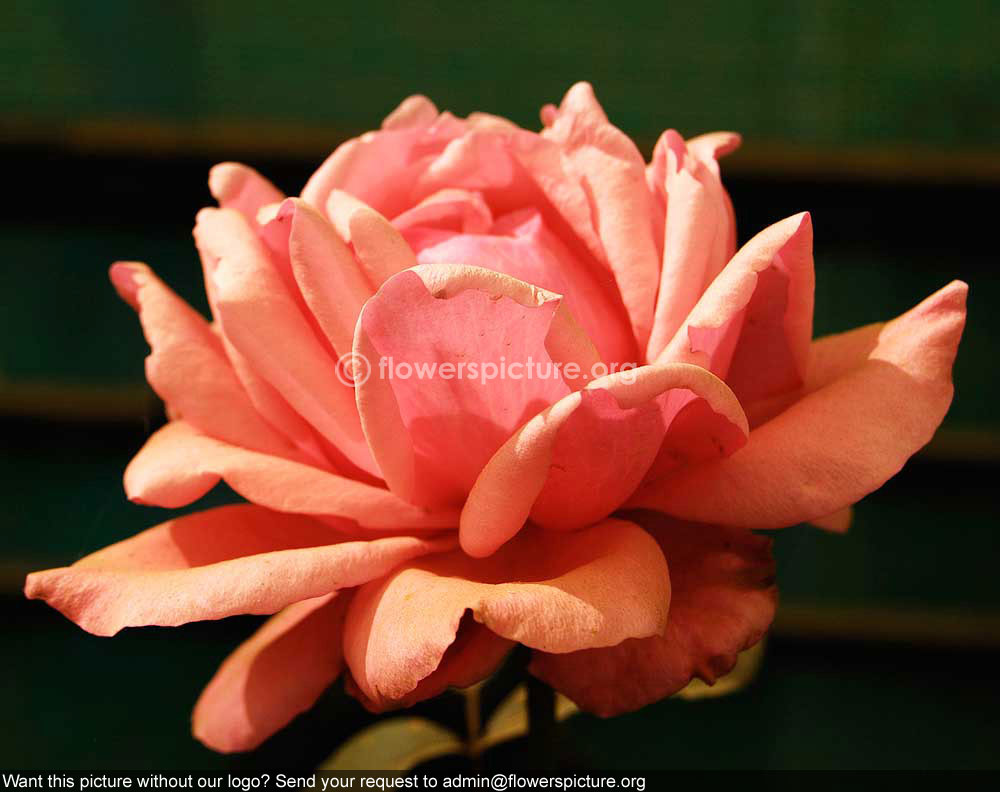 Rose light carmine pink
