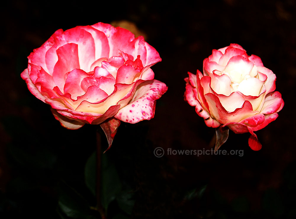 Rose pink white fantasy double flower
