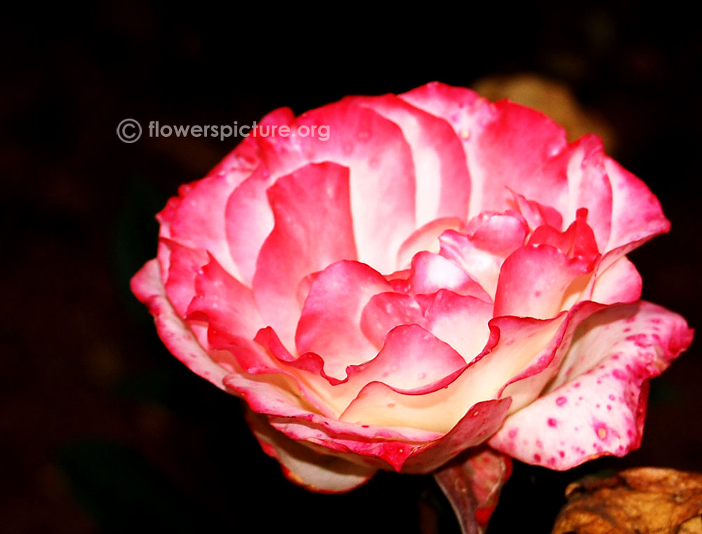 Rose pink white