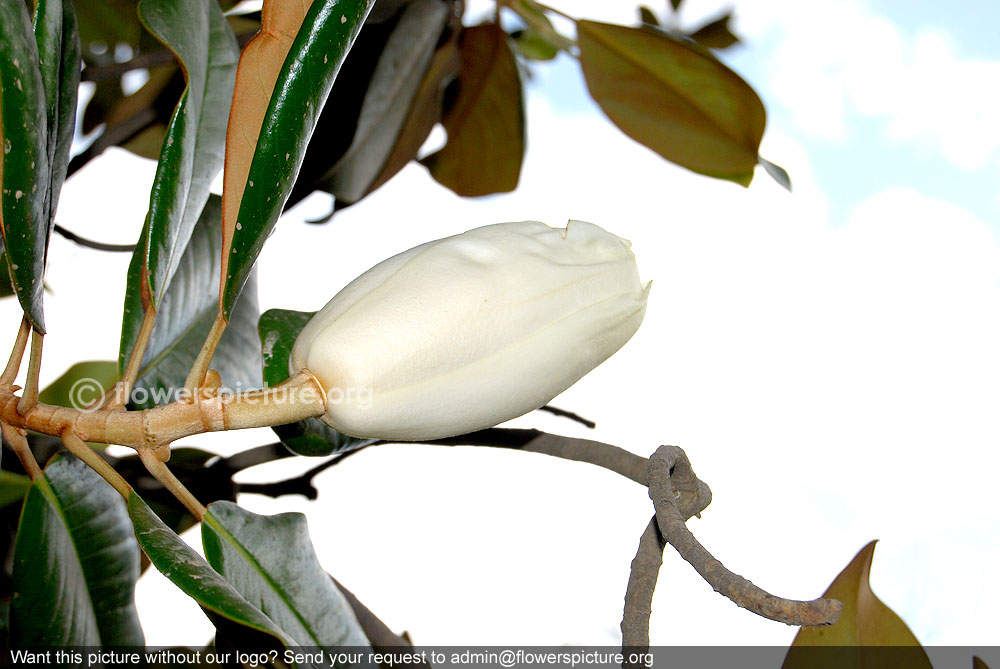 Southern magnolia buds