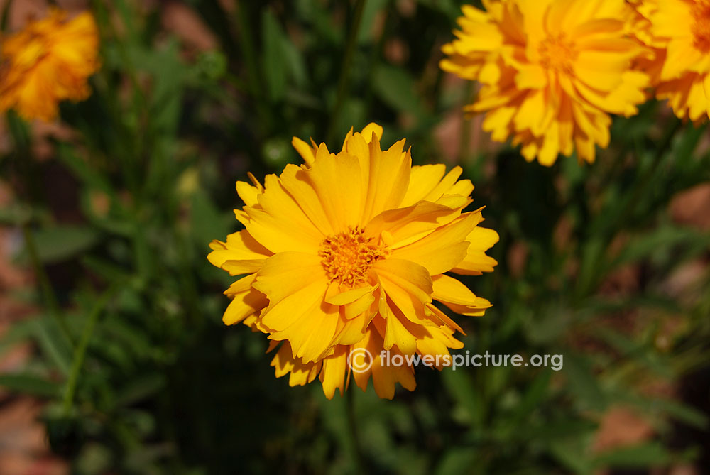 Coreopsis grandiflora