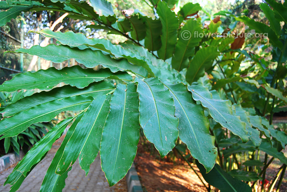 Etlingera elatior leaves and leaf shape
