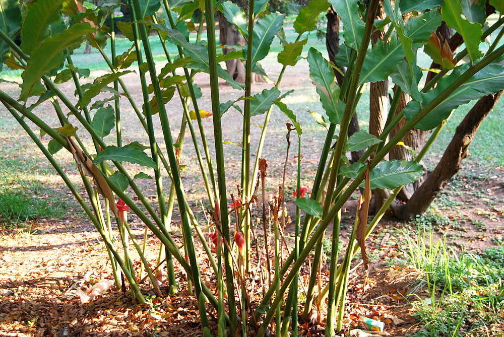 etlingera elatior plant