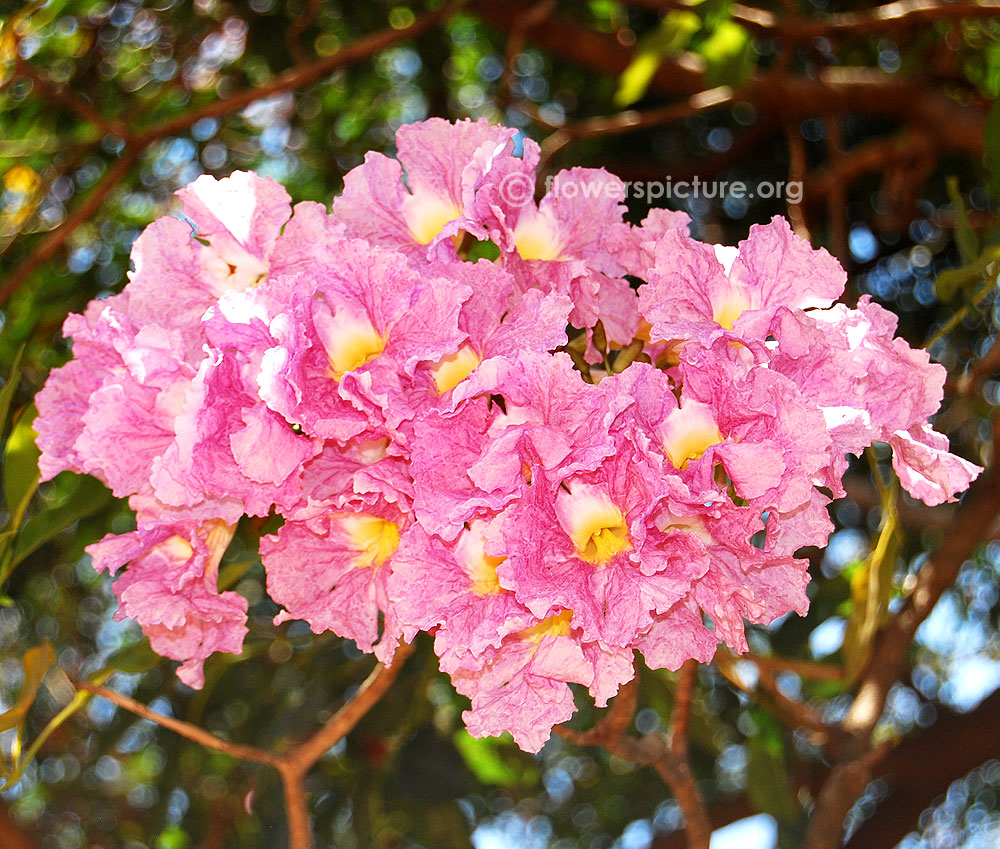 tabebuia rosea flower