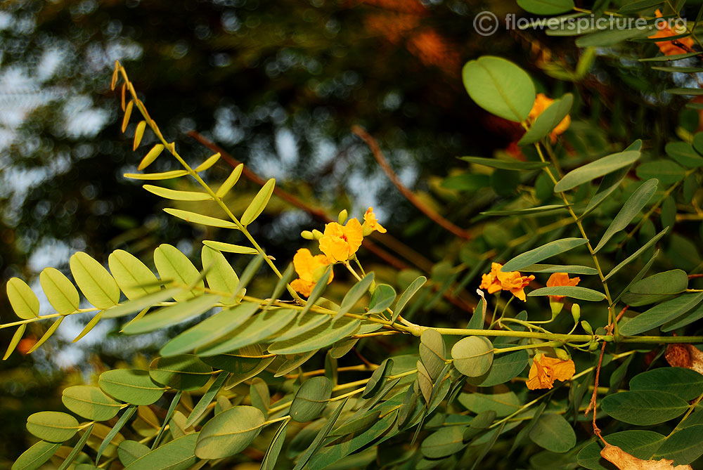 Tipuana tipu foliage