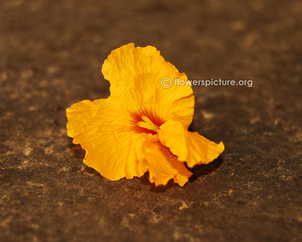 Tipuana tipu-rosewood flower