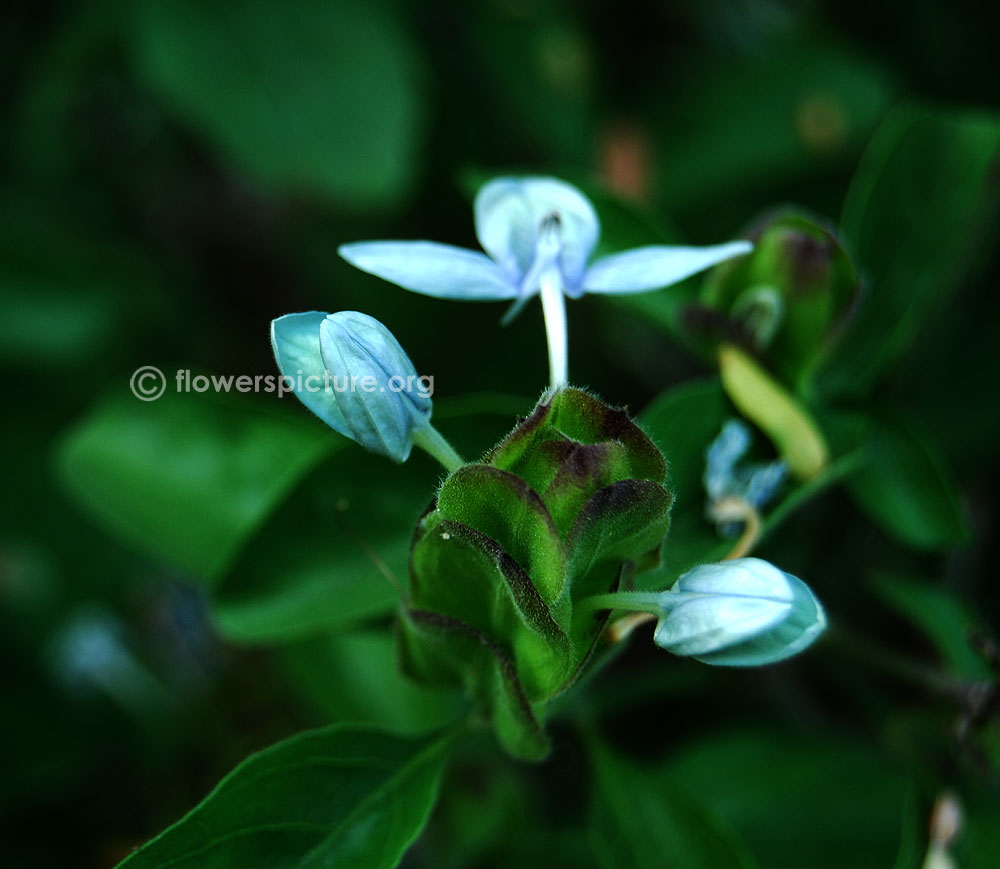 Turquoise crossandra flower buds