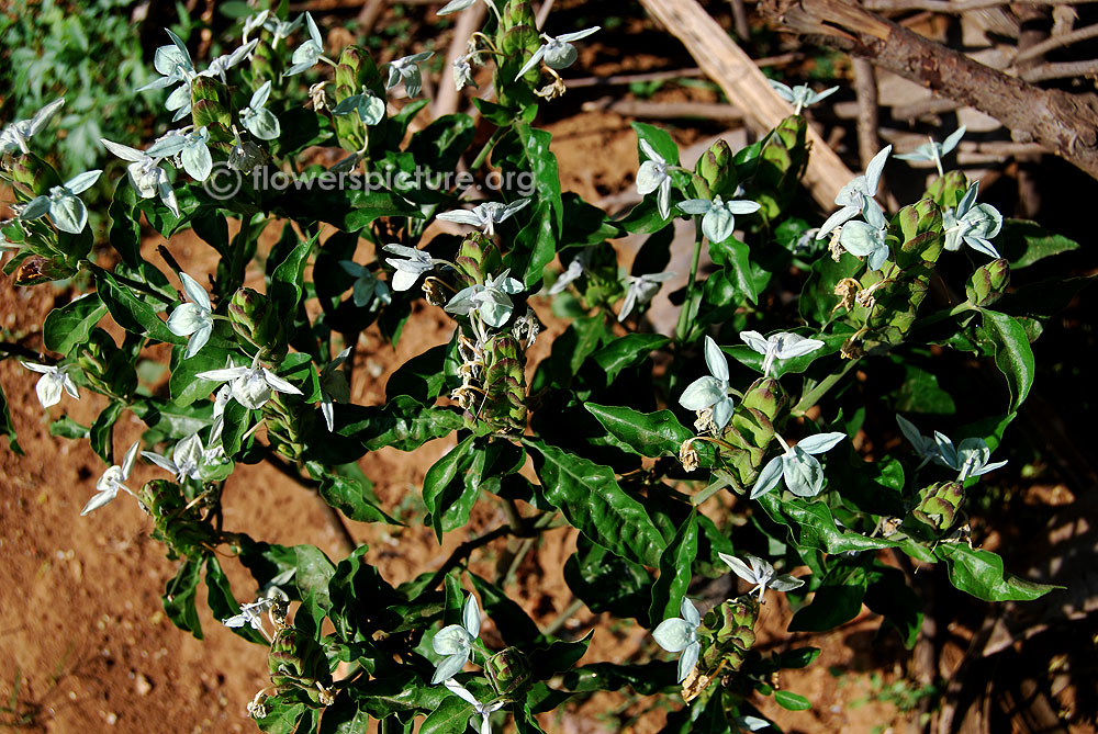 Turquoise crossandra shrub