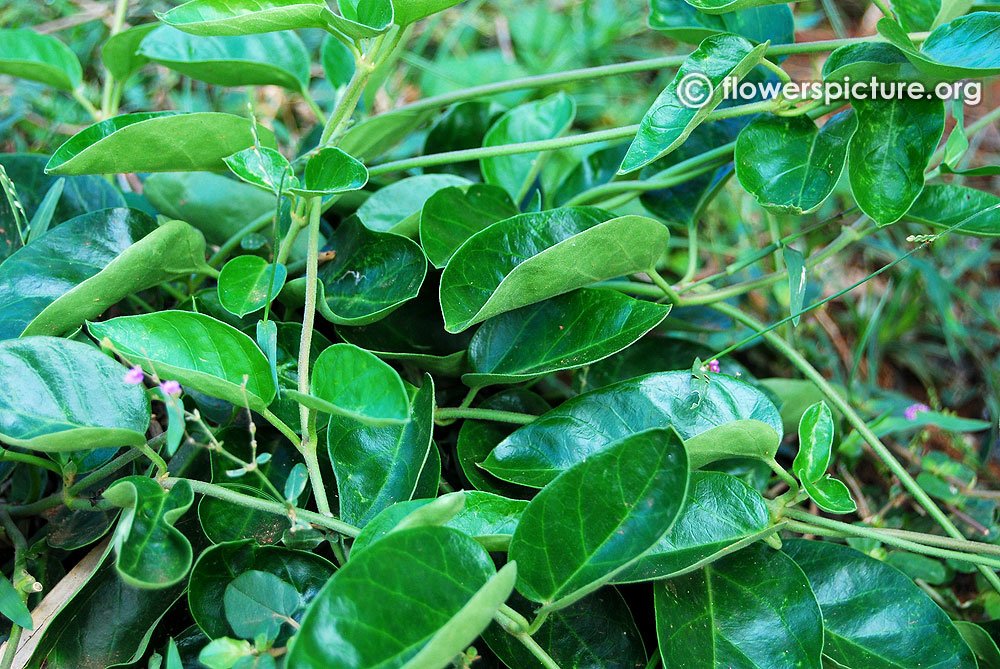 Tylophora indica plant & leaves
