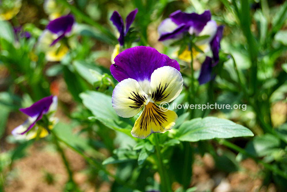 Viola tricolor plant