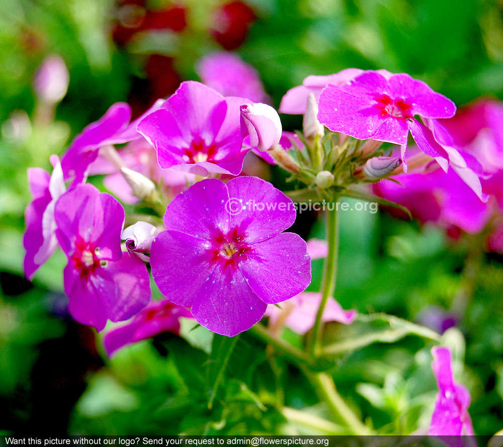 Violet garden phlox