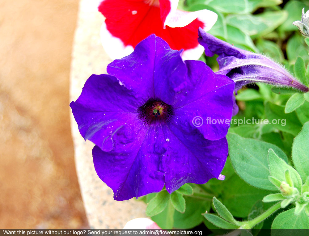 Violet petunia