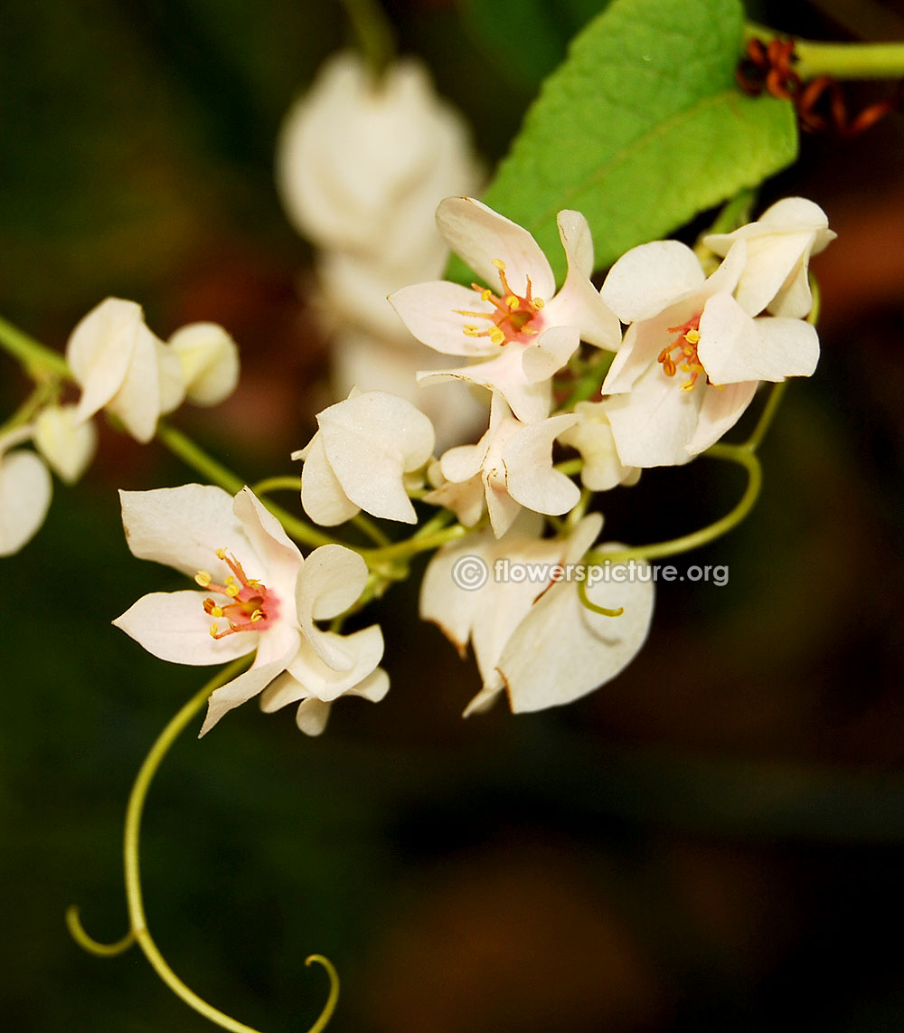 White coral vine flower