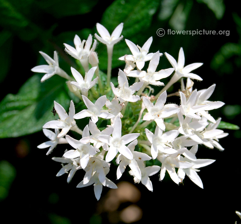 White star flower
