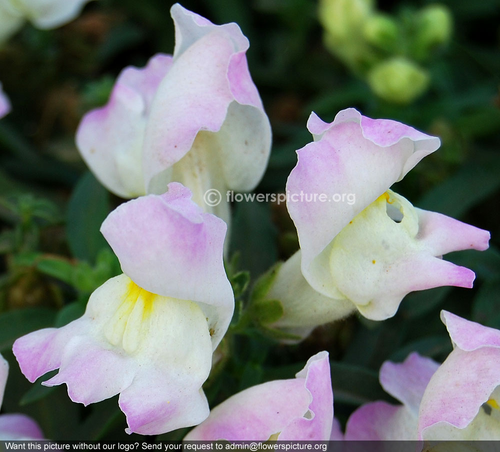 White yellow pink tricolor antirrhinum majus