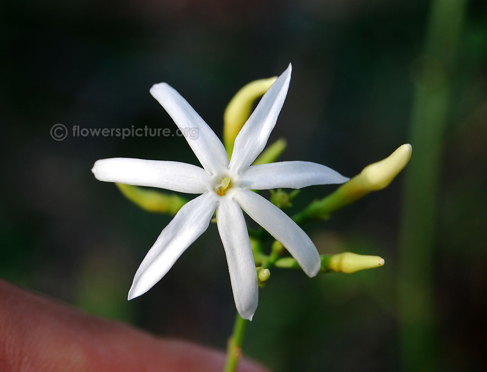 Wild jasmine flower with buds [Close up view]
