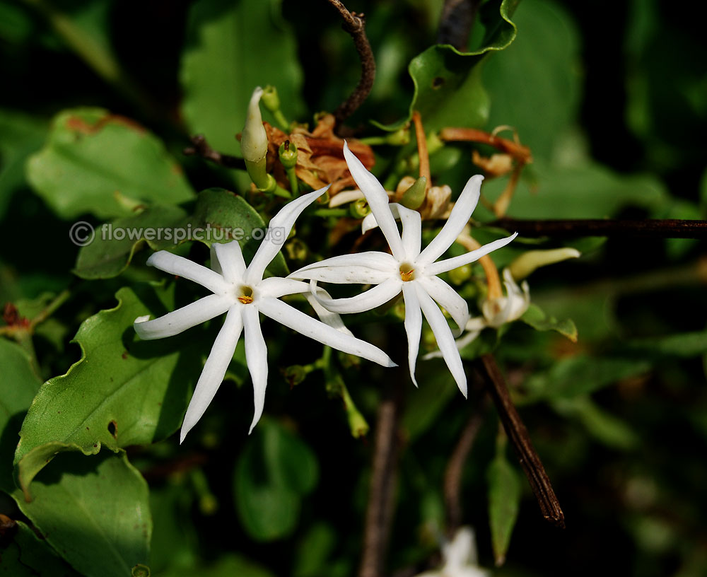 Wild jasmine foliage