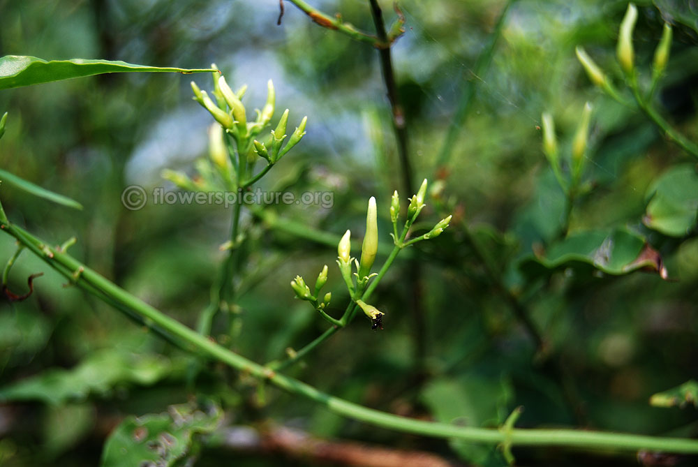 Wild jasmine climbing stems & immature, new born flower buds