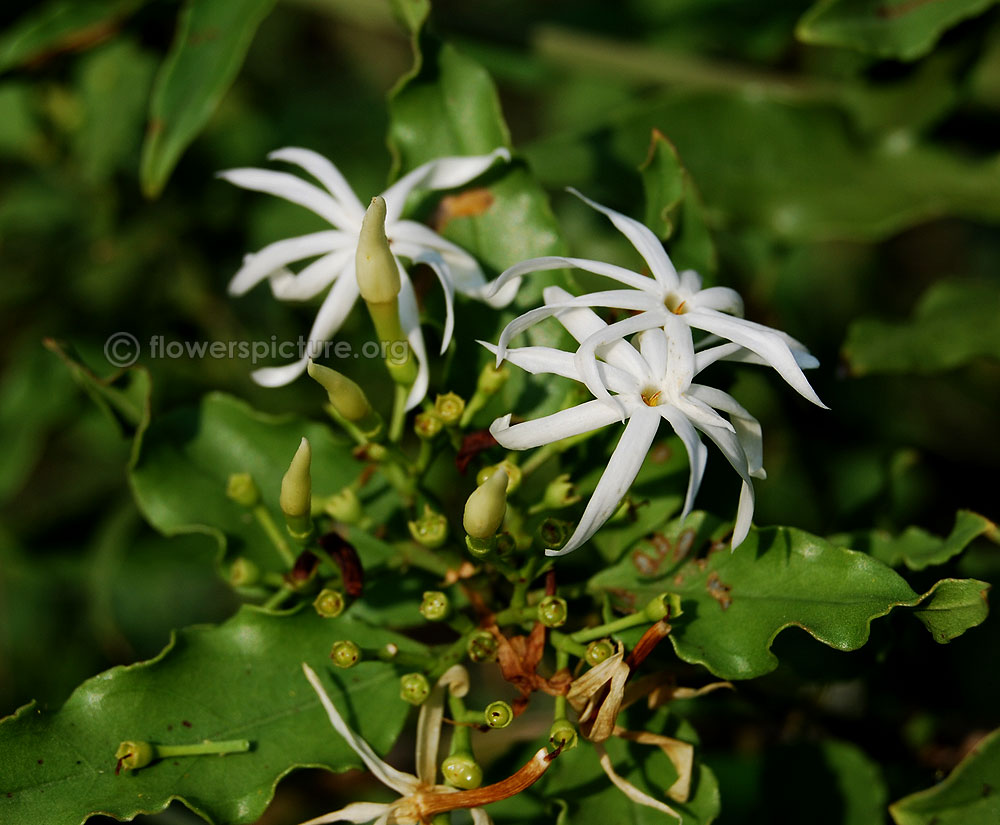 Wild jasmine plant with blooms