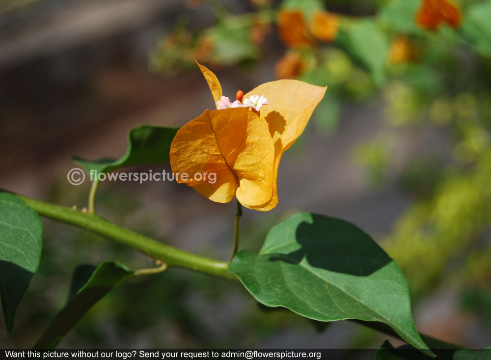 Yellow bougainvillea glabra