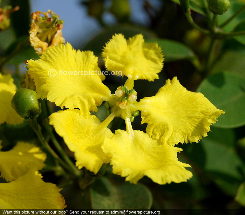 Yellow butterfly vine