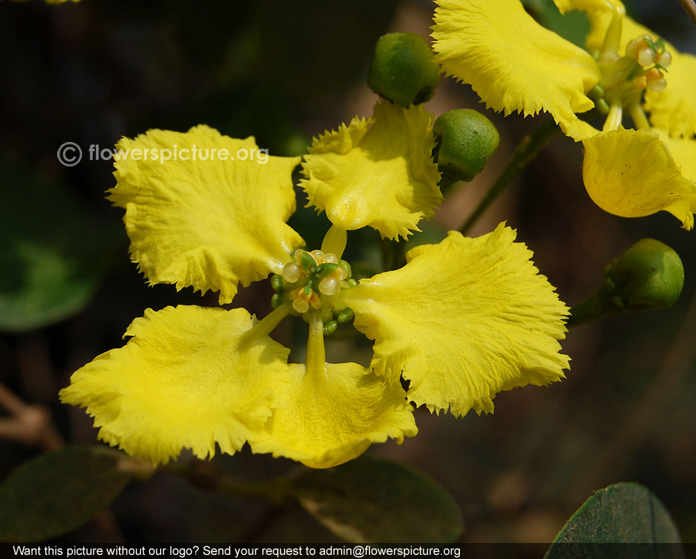 Yellow orchid vine