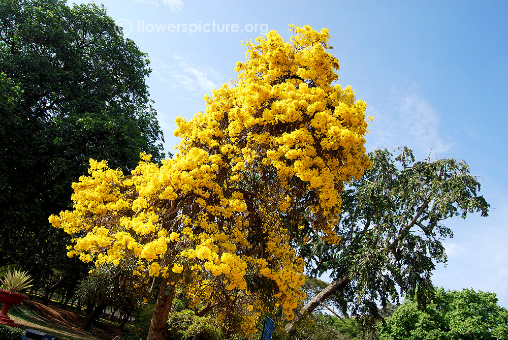Yellow trumpet tree