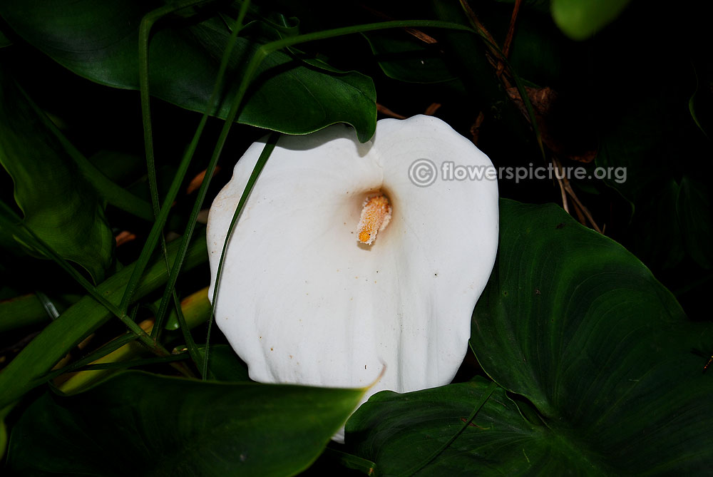 Calla lily-White spathe with yellow spadix