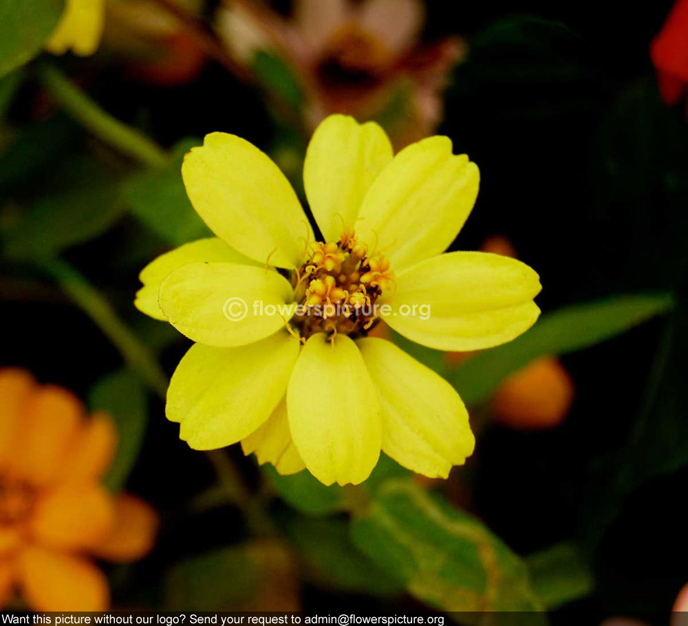 Zinnia grandiflora yellow