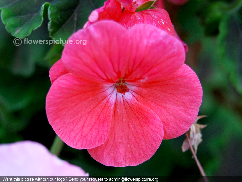 Zonal geranium pink