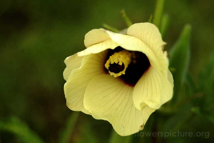 Abelmoschus Esculentus