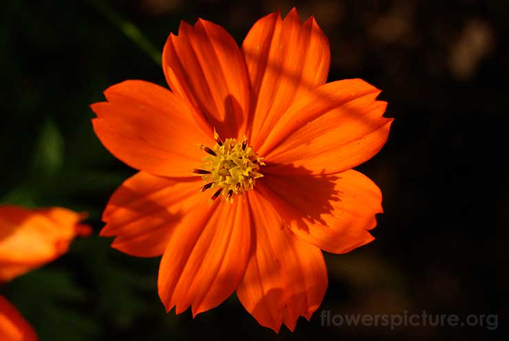Cosmos Sulphureus Picture