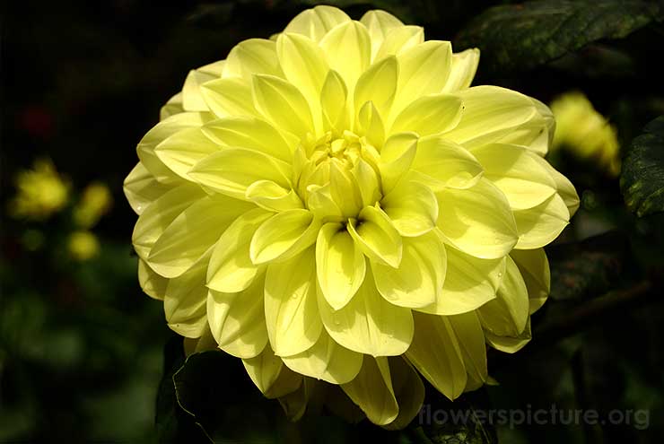 Dahlia Yellow Picture