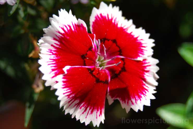 Dianthus Japonicus Picture