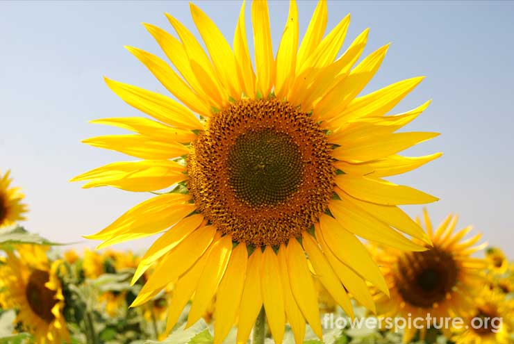 Helianthus Annuus Picture