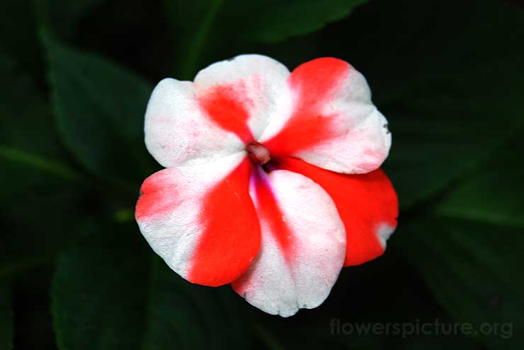 Impatiens Walleriana Red White Picture