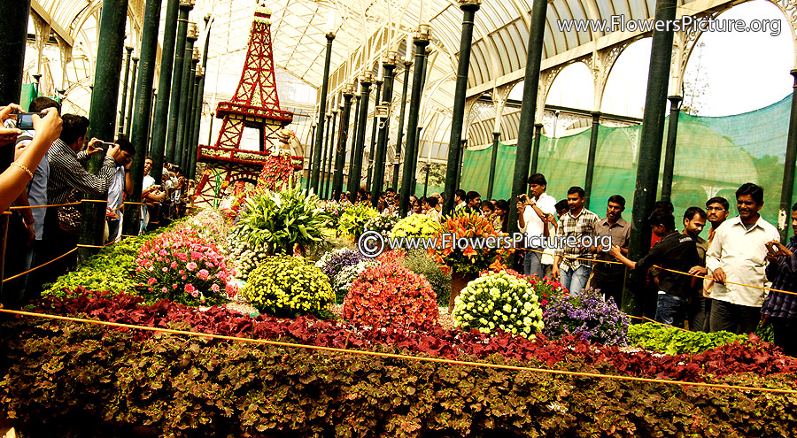 Main view of lalbagh flower show 2013