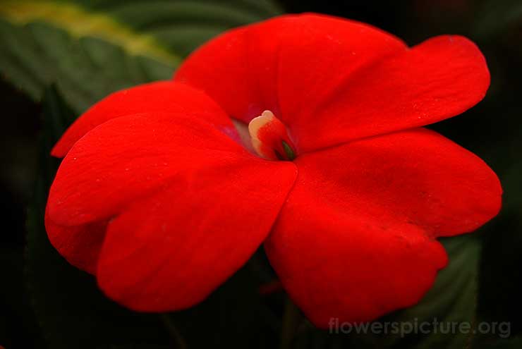 New Guinea Impatiens Picture
