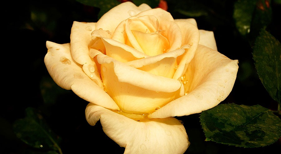 Peach color hybrid tea rose picture