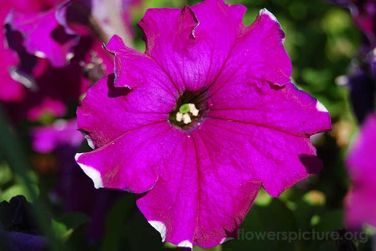 Petunia Purple Picture