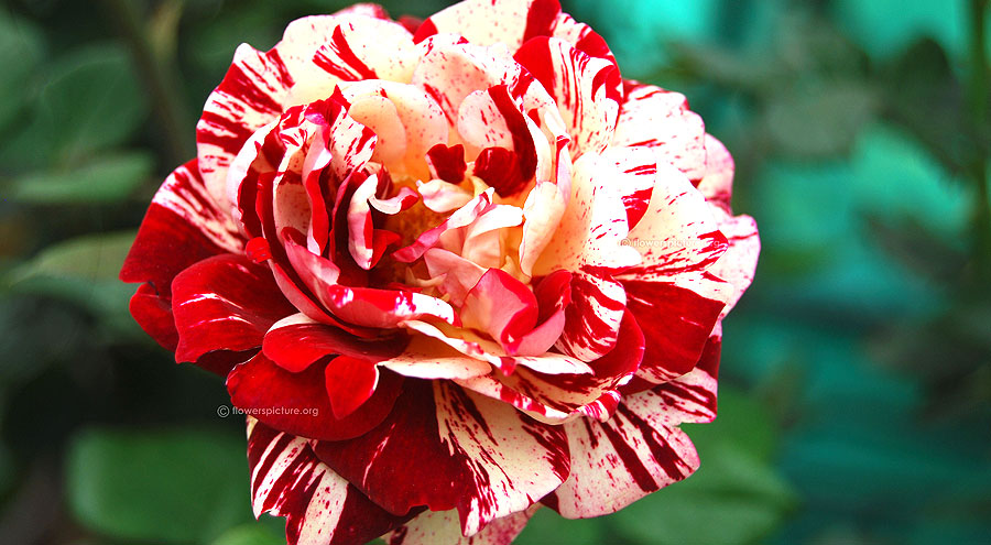 Red with white striped rock and roll rose