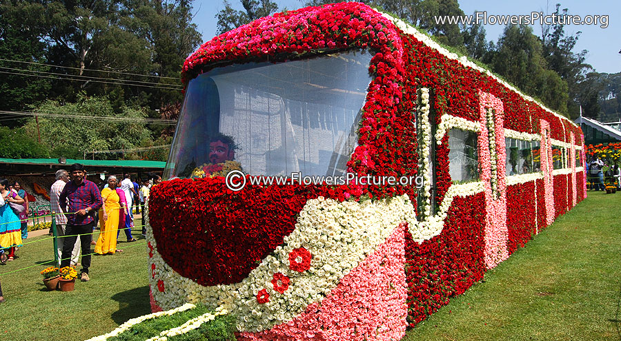 Rose Flower Train