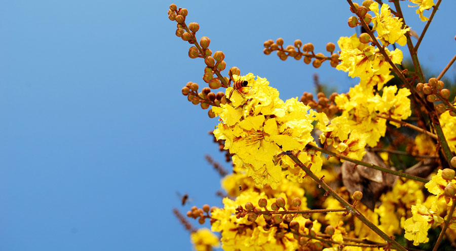 Yellow poinciana picture