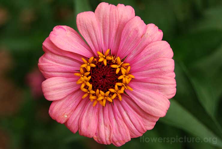 Zinnia Profusion Pink Picture