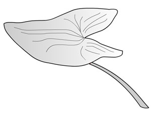 Arrow shaped leaf